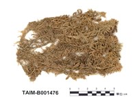 藏品(泥炭苔)的圖片